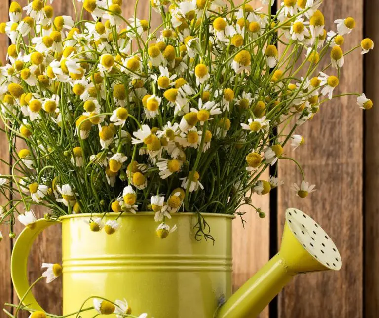 How to Grow Chamomile Indoors