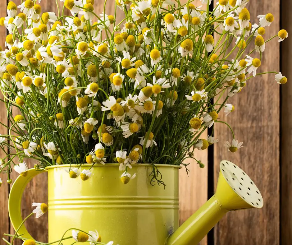 Chamomile Pot