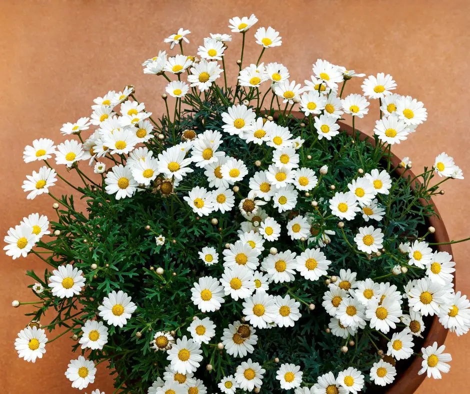 Chamomile pot viewed from above