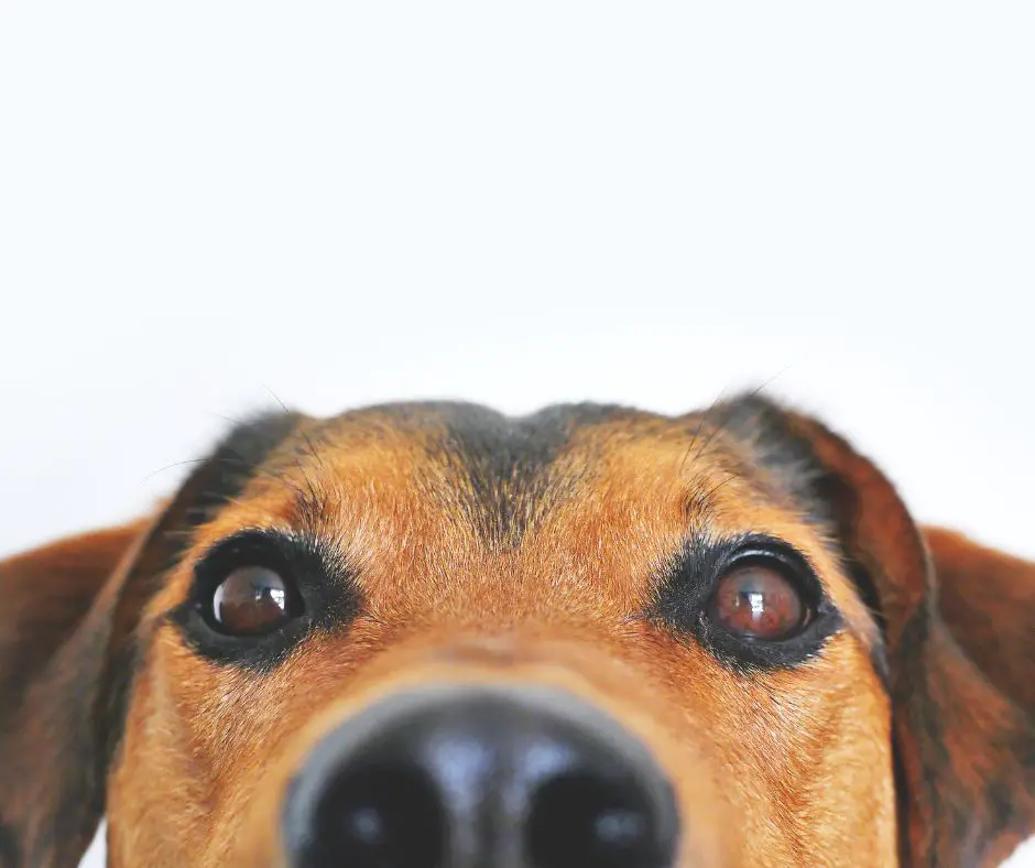 Closeup Photo of Brown and Black Dog Face