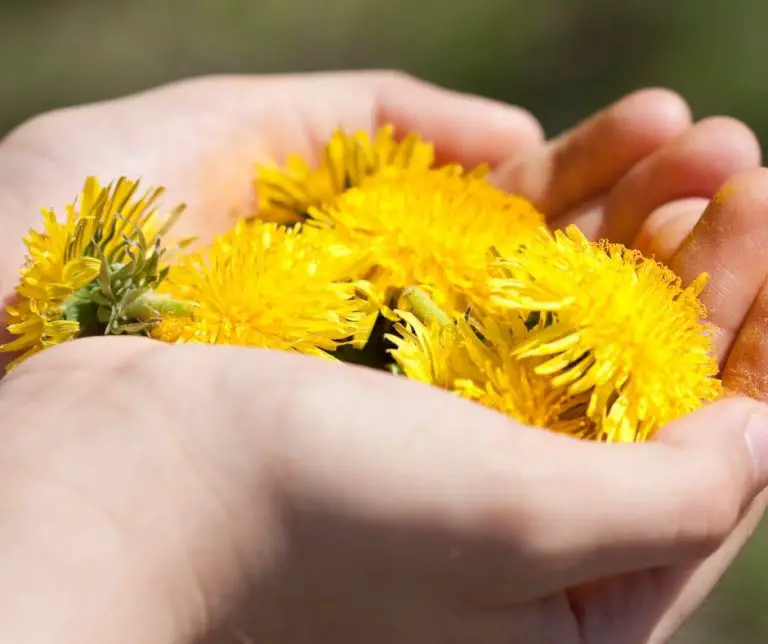 What Does Dandelion Taste Like? And How to Cook It