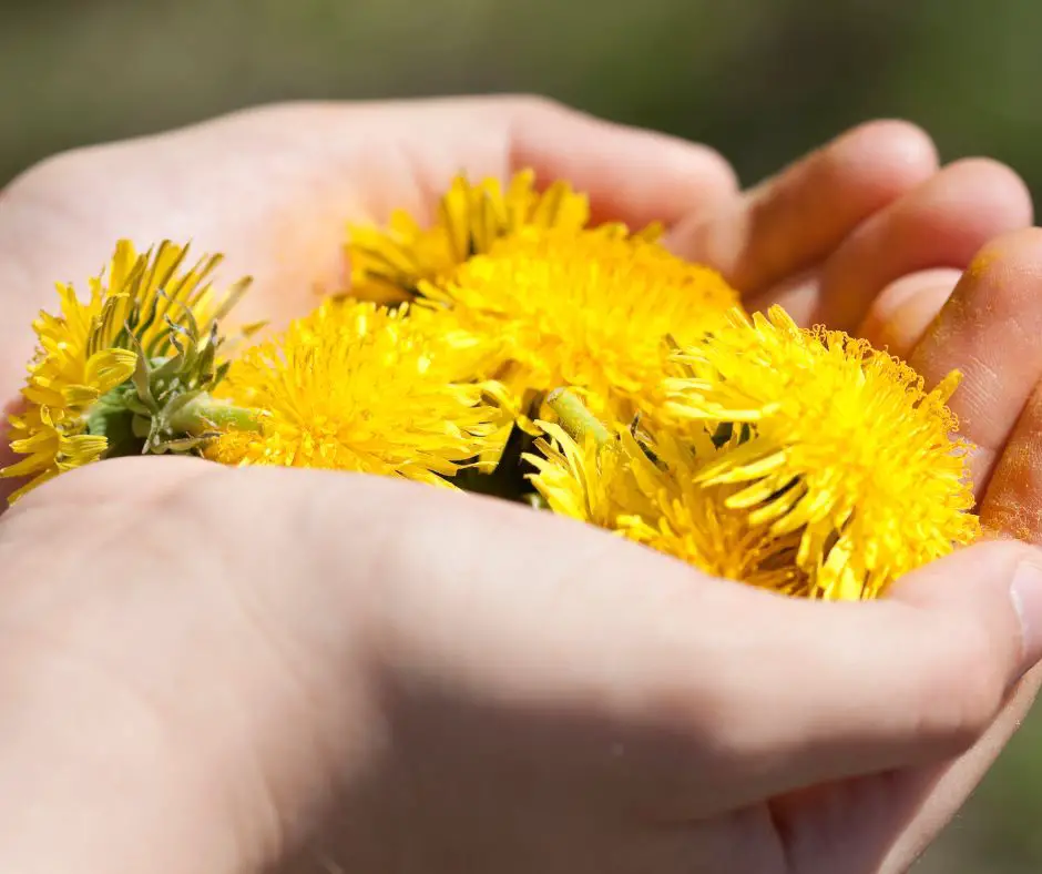 Dandelion flowers on hands