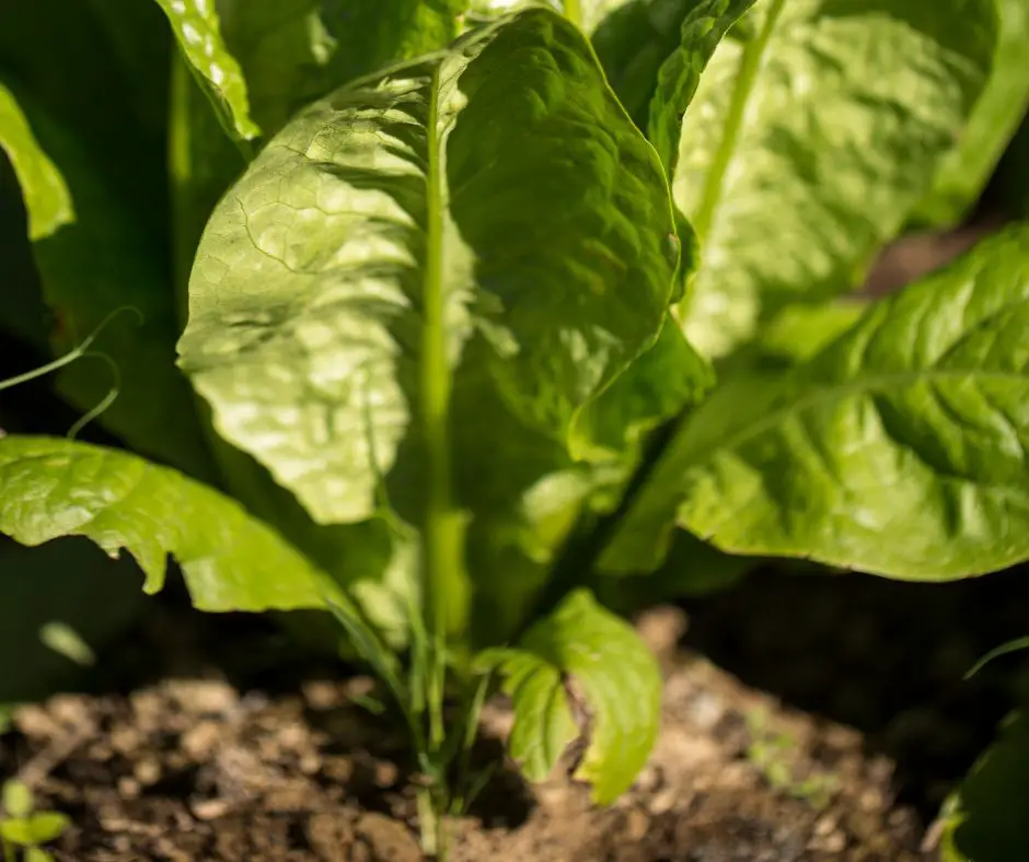 grow spinach