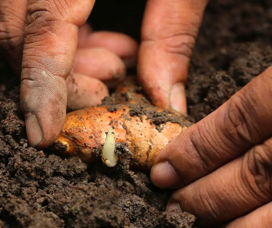 Hand and turmeric