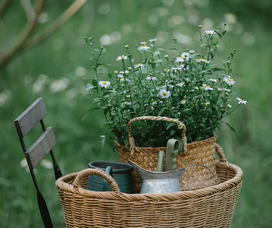 The chamomile pot is placed on the chair