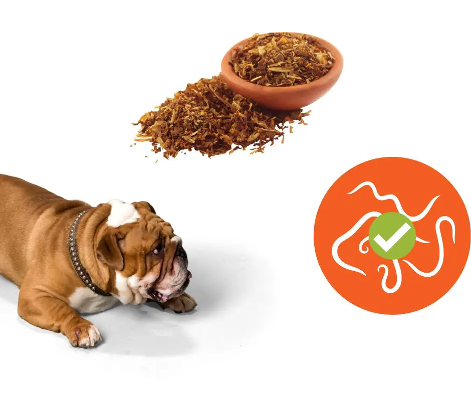 Tobacco is effective in deworming dogs