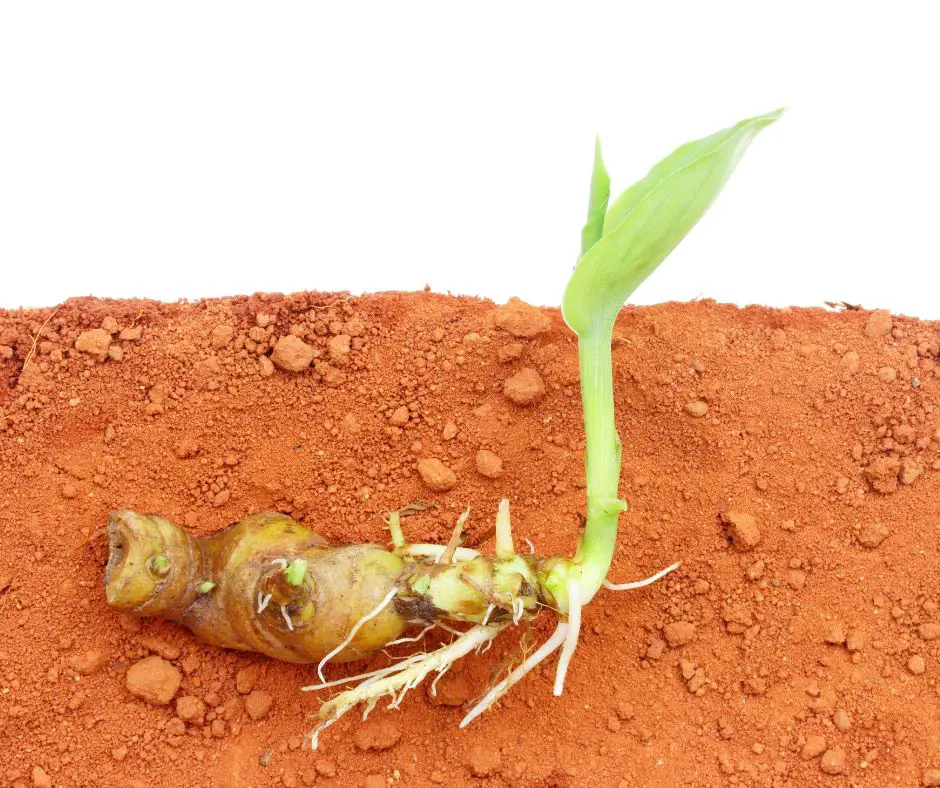 Turmeric is growing