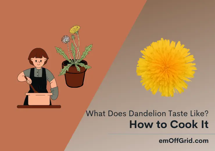 What Does Dandelion Taste Like