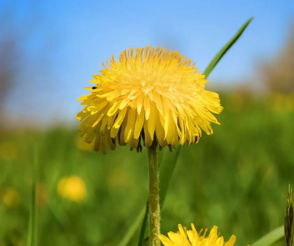 a dandelion in the middle of the field