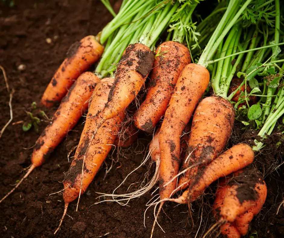 carrots on sand earth