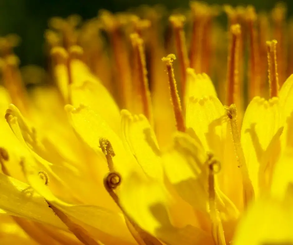 close-up of dandelion pistils