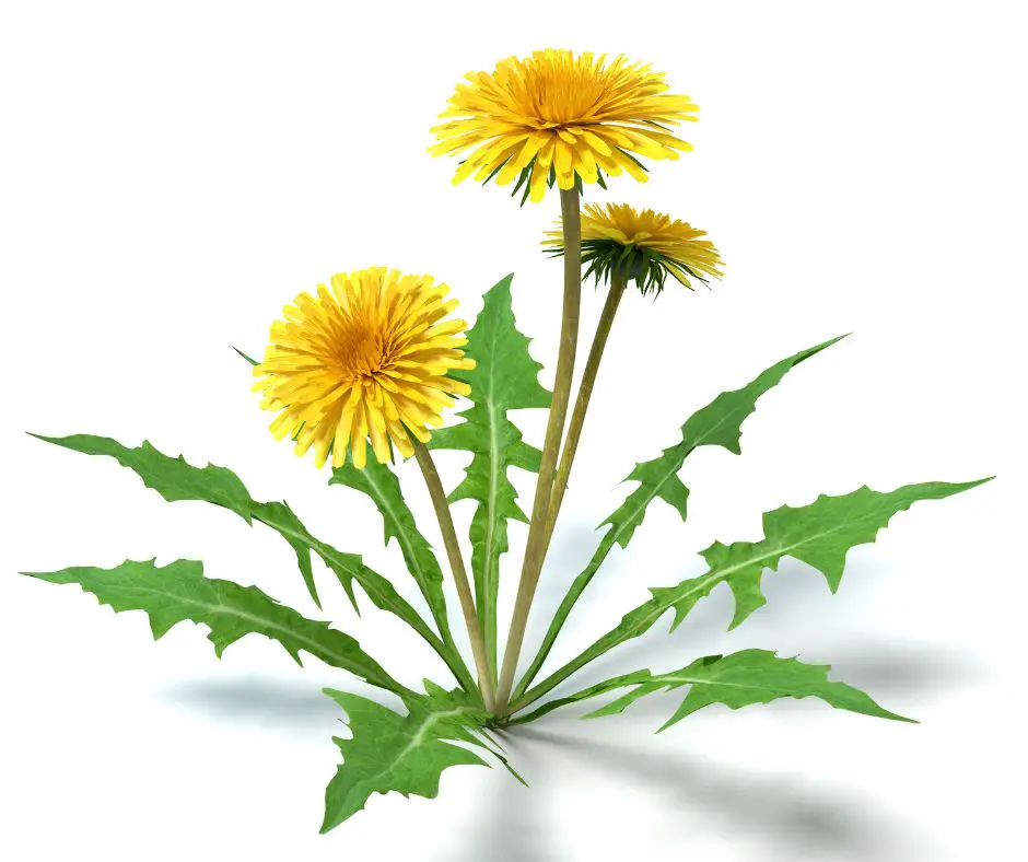 dandelion flower and its leaves