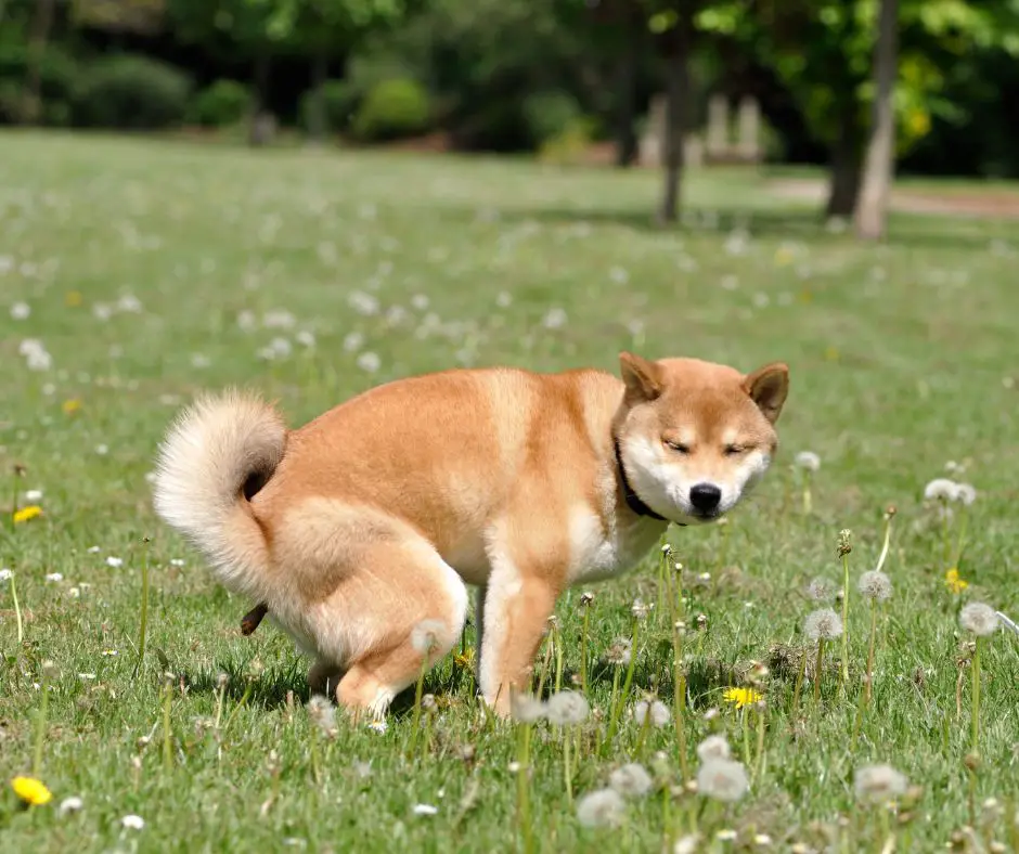 shiba dog is pooping