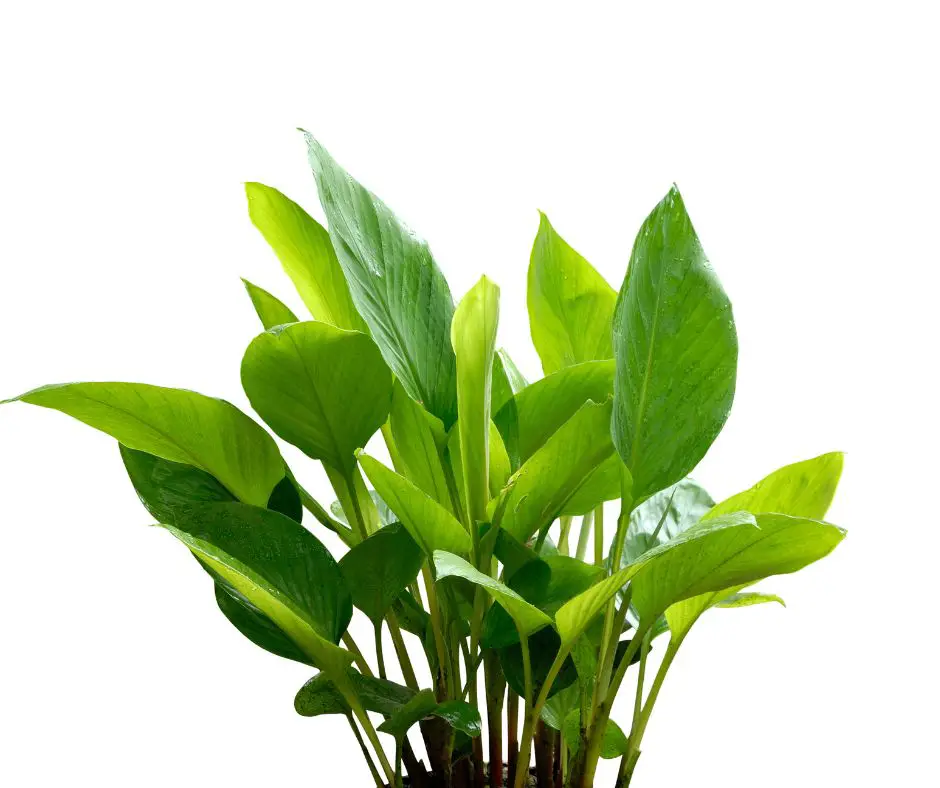 turmeric leaves