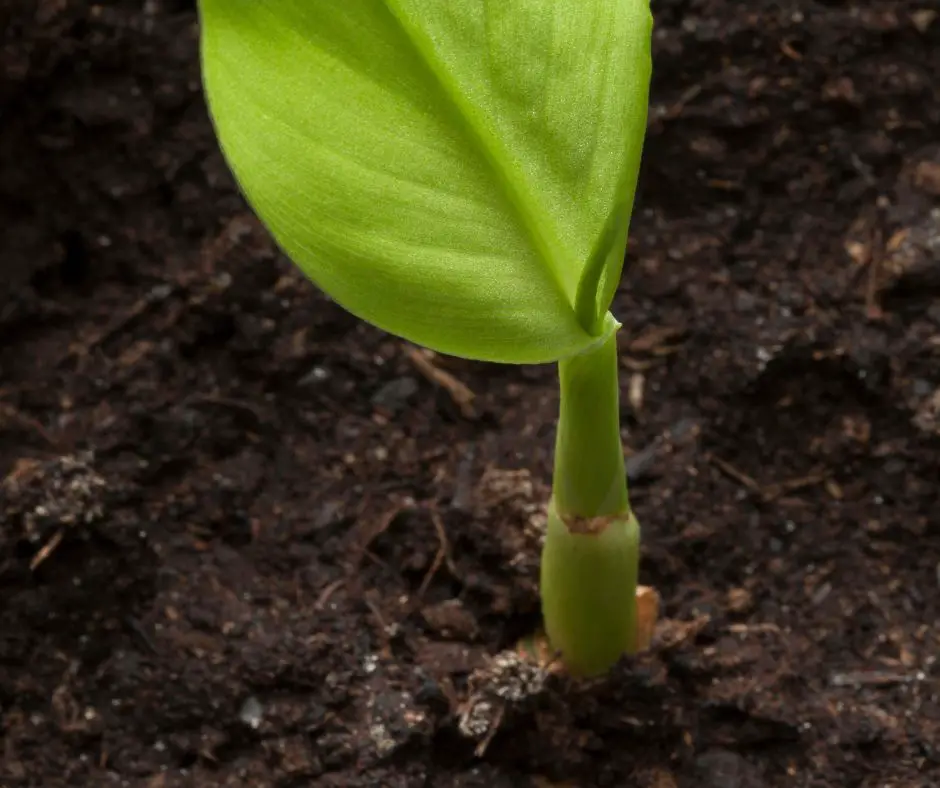 young shoots of turmeric