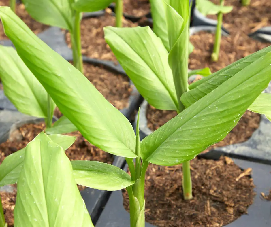 Young turmeric plants 