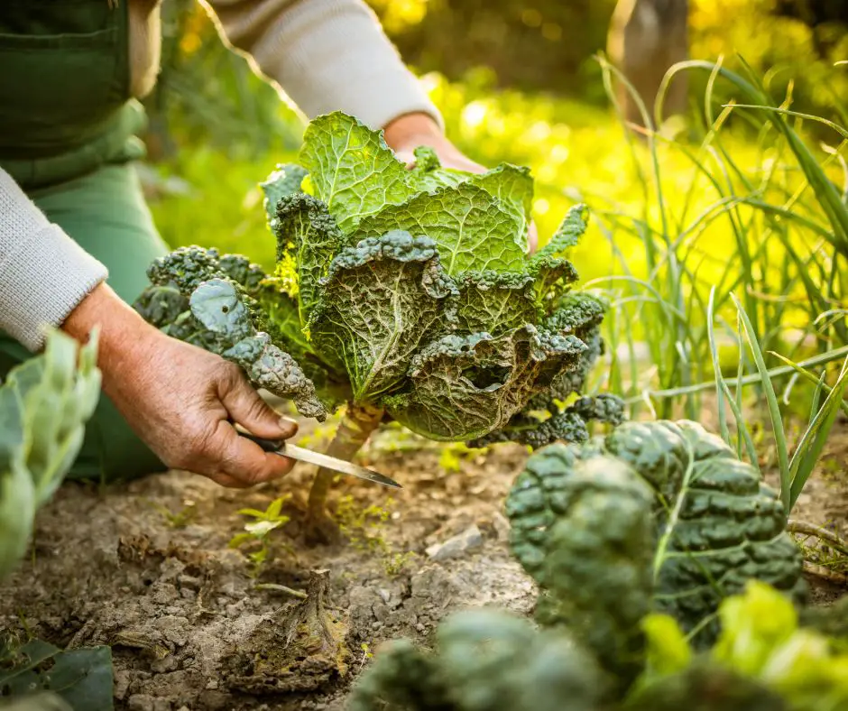 A gardener is harvesting vegetables