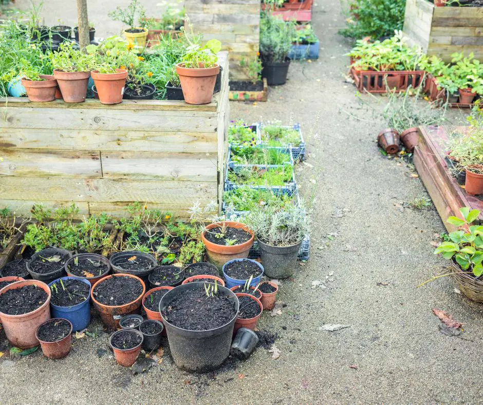 Backyard garden