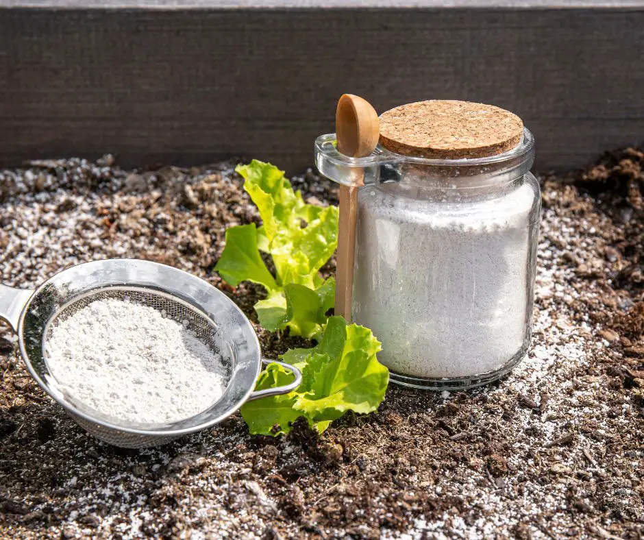 Diatomaceous earth powder in jar for repellent.