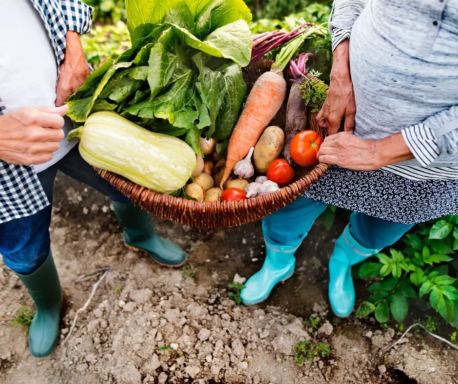 Elderly couple carrying a basket of vegetables in the Back Garden