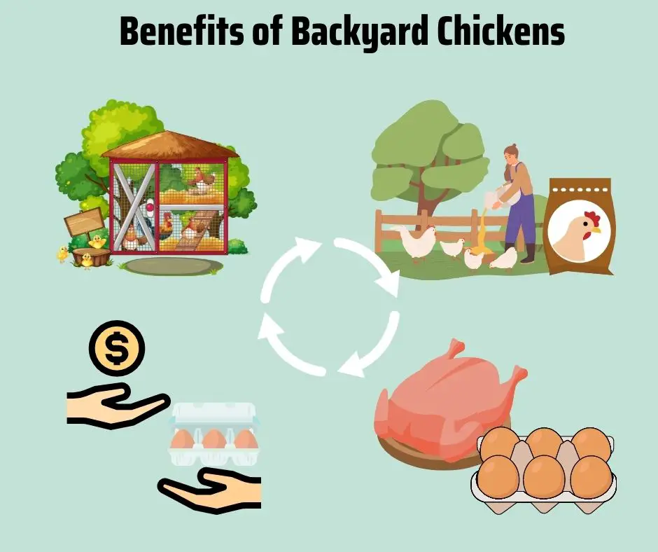 Benefits of Backyard Chickens