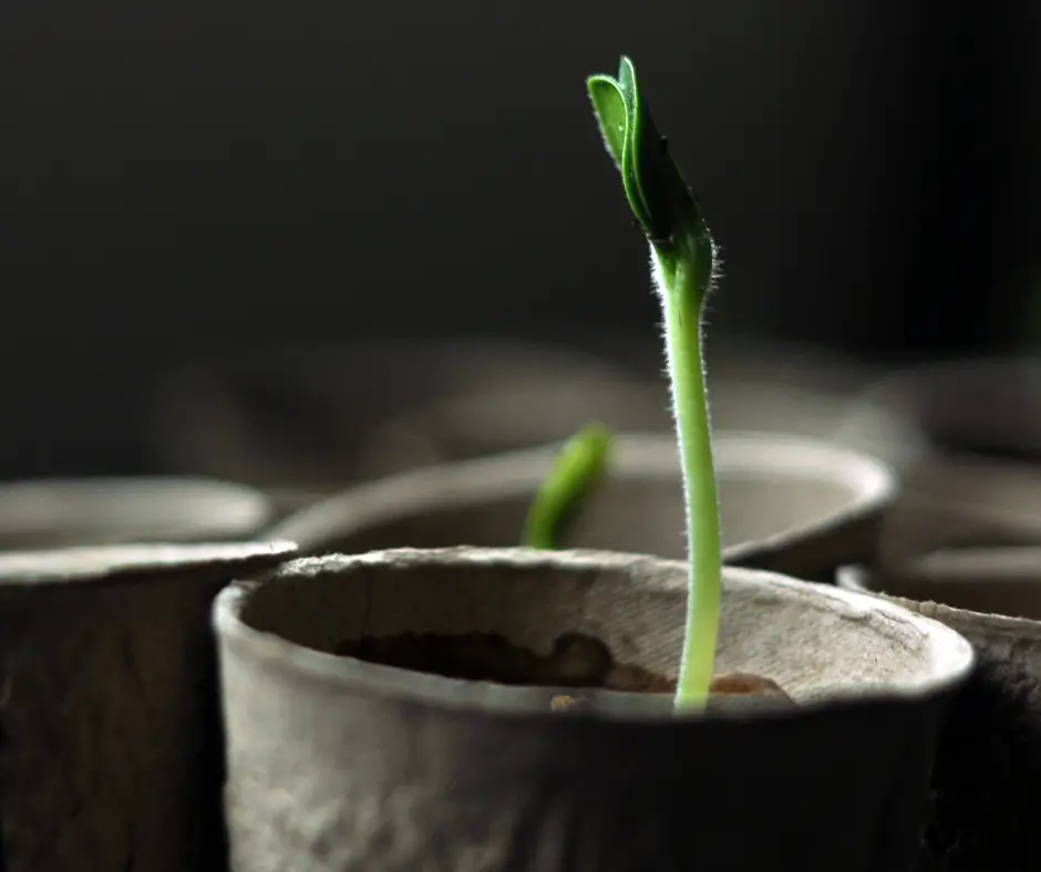 Pumpkin Seed is growing