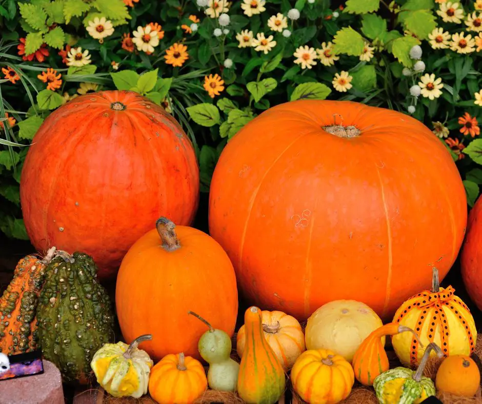 Pumpkin Varieties 