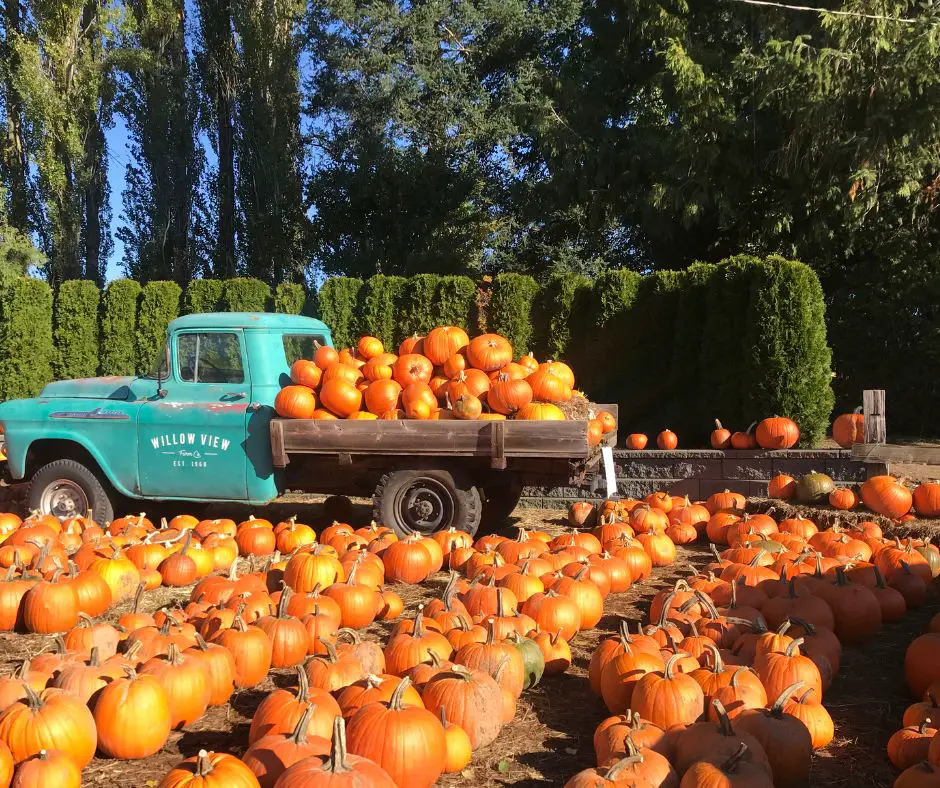 Pumpkin patch and truck is carrying pumpkin