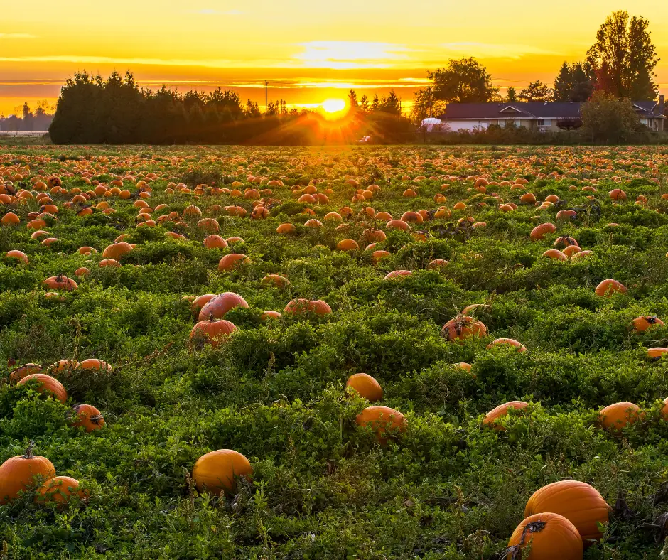 Pumpkin patch with sunrise