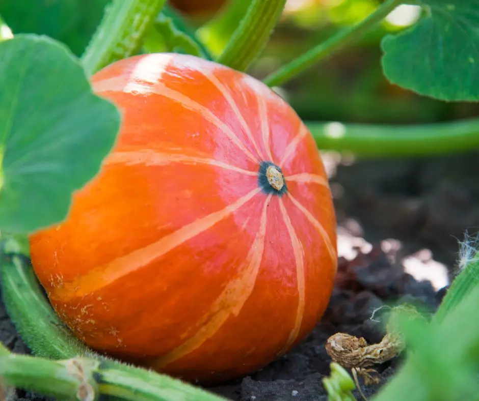 Small growing pumpkin