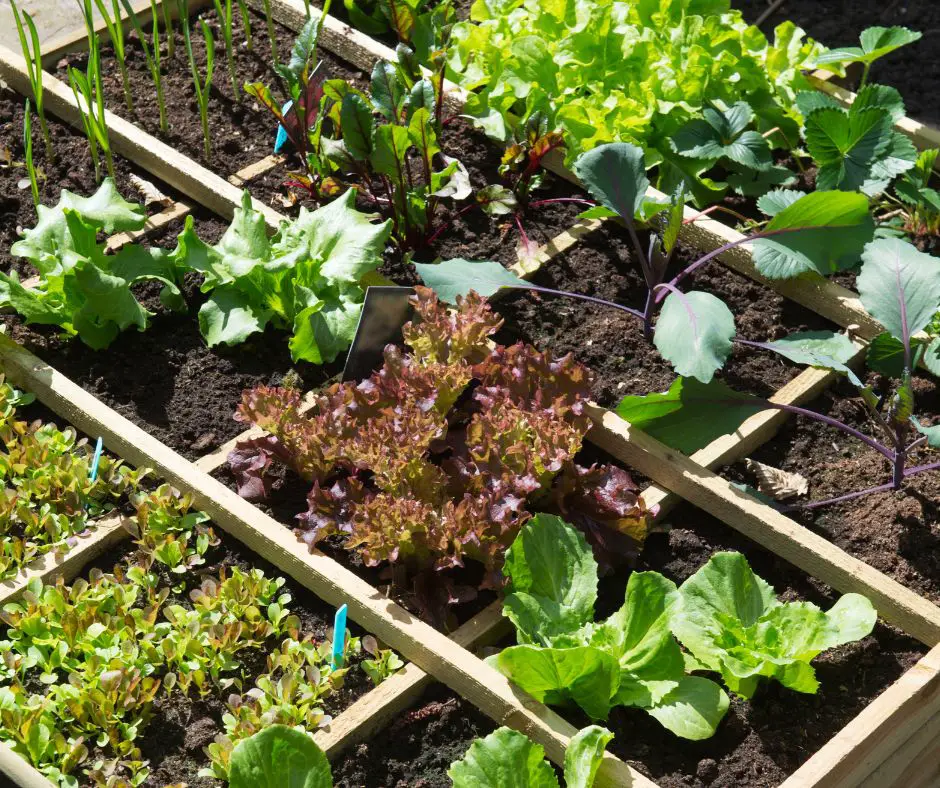 Square Foot Gardening