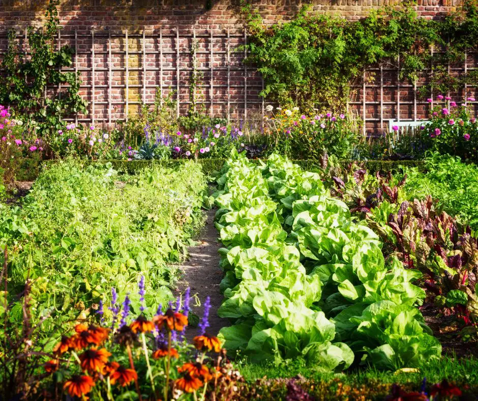 Victory Gardens