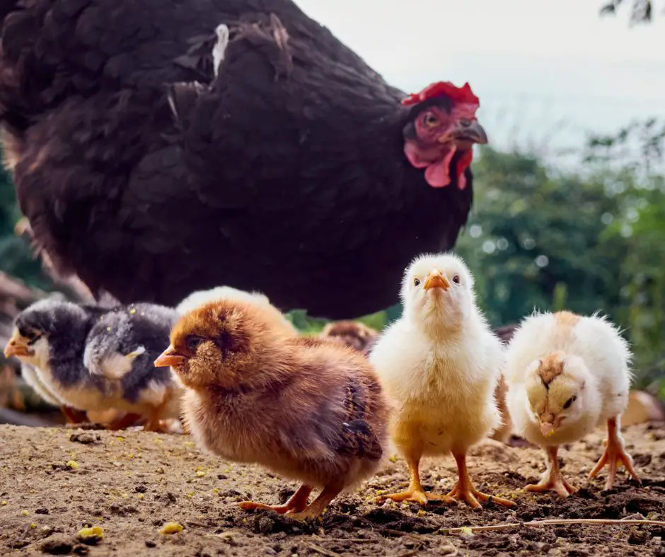 hen with chicks