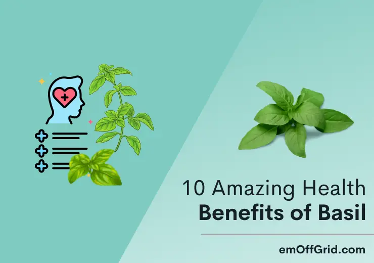 10 Amazing Health Benefits of Basil