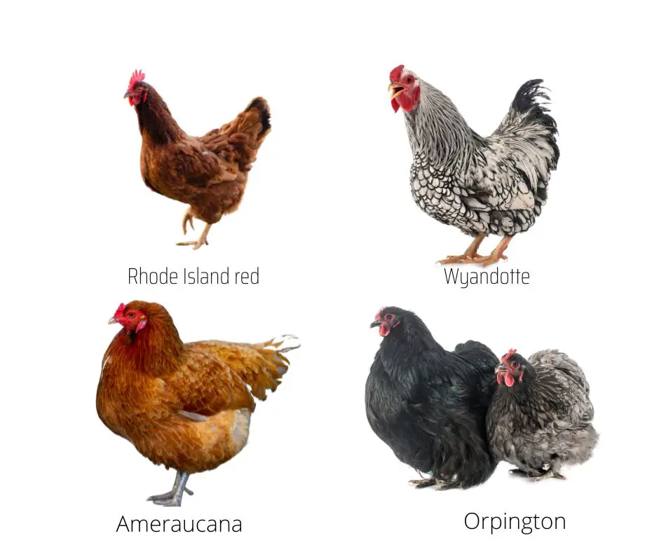 4 breeds of chickens that should be raised