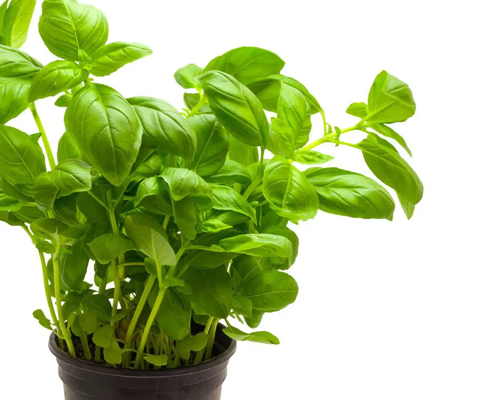 A basil pot