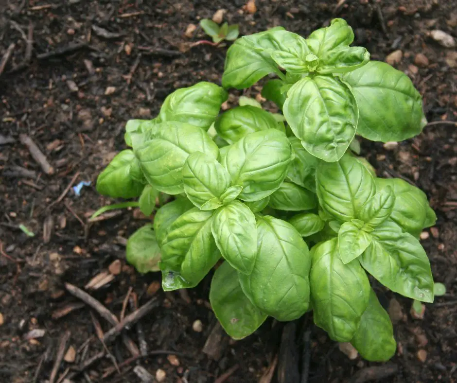 Basil is growing