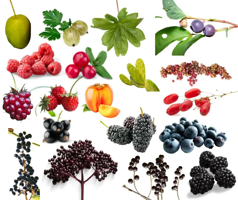 Berries and fruits you can find and eat in the woods.