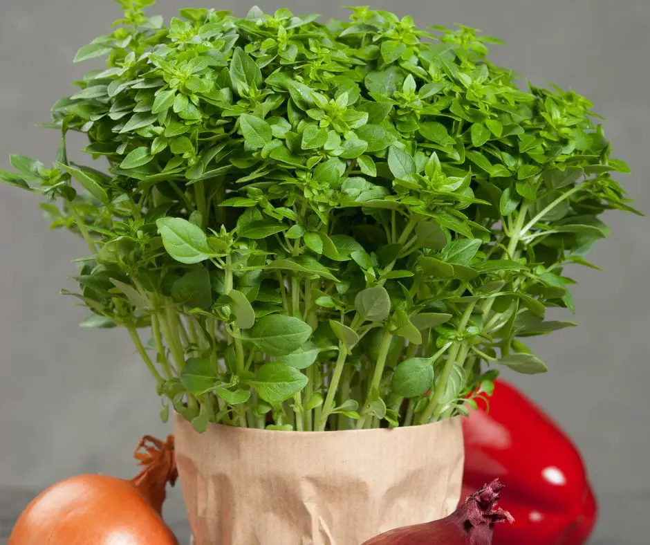 Bush or Greek Basil