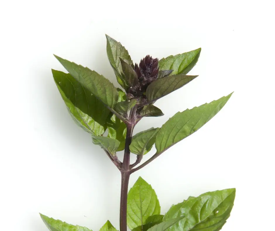 Cinnamon Basil