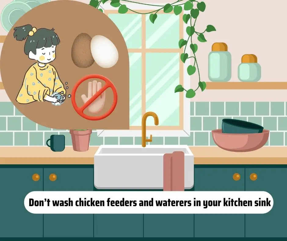  Don’t wash chicken feeders and waterers in your kitchen sink