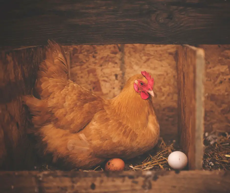 Hen with eggs in Nest