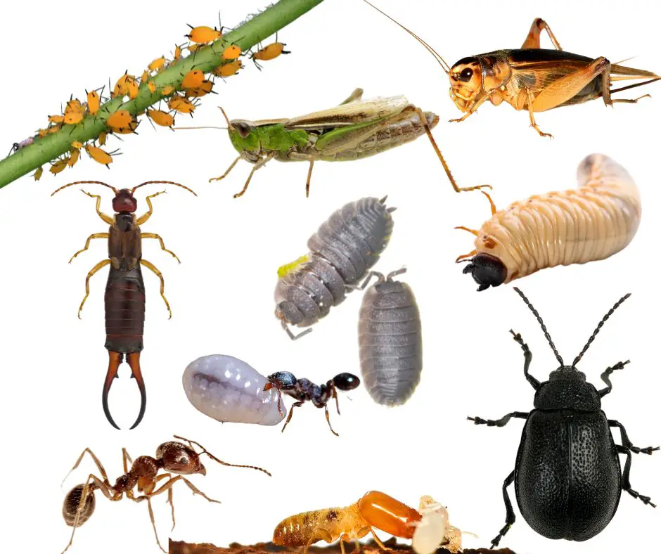 Insects that you can eat while in the woods