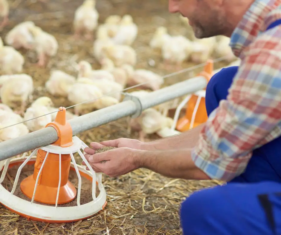 Man is adding chicken feed