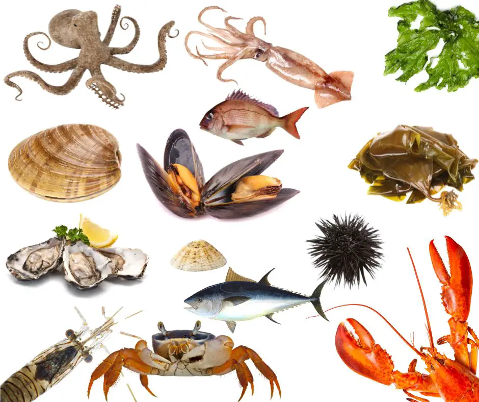 Ocean food that you can find and eat