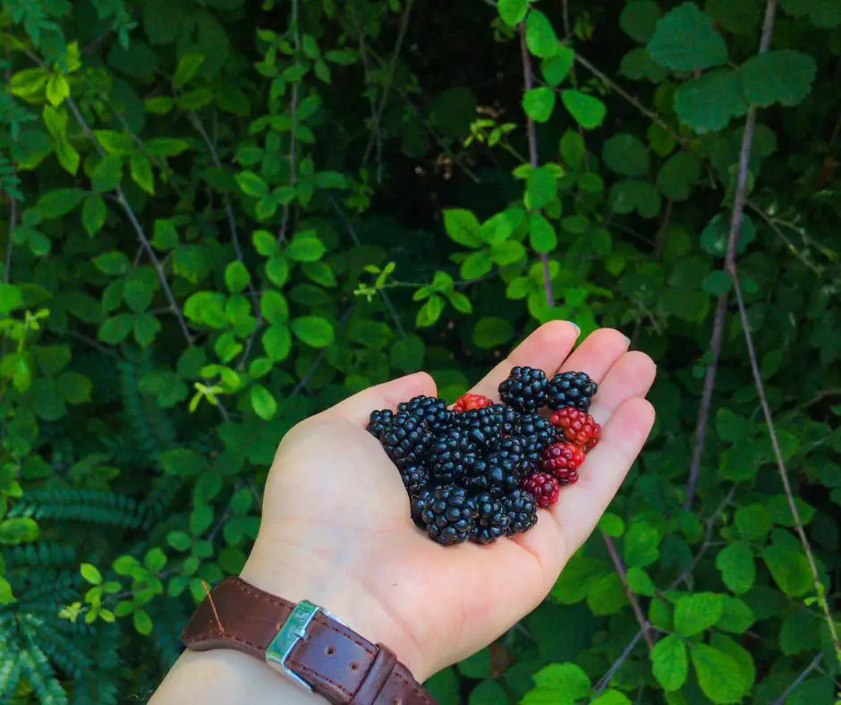 Pick Up Blackberry Fruit