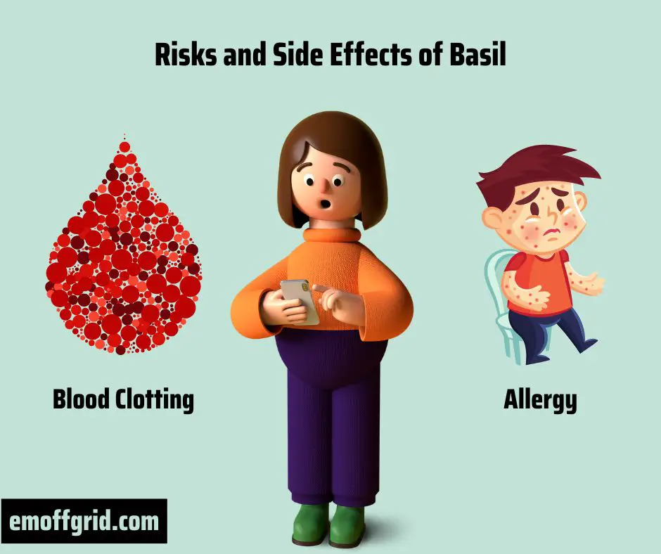 Risks and Side Effects of Basil