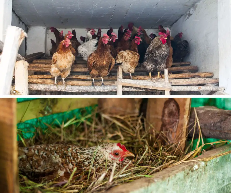 Roots and Bedding of the chicken coop