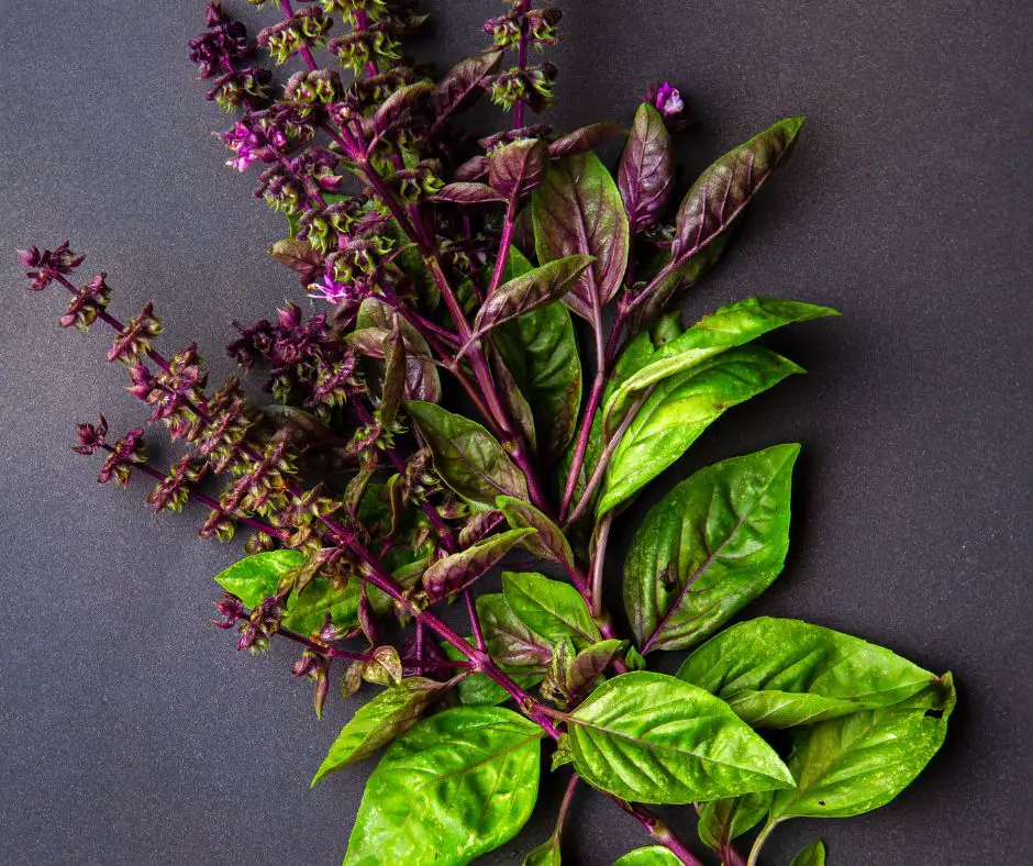 Thai Basil