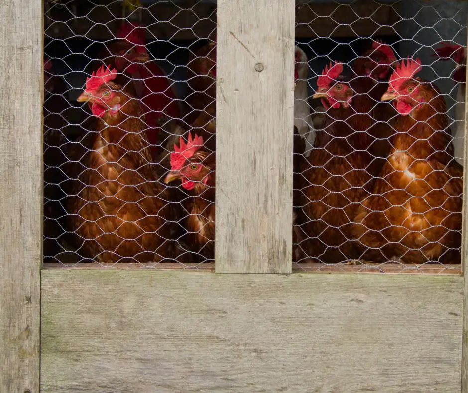 The chickens are locked in the coop
